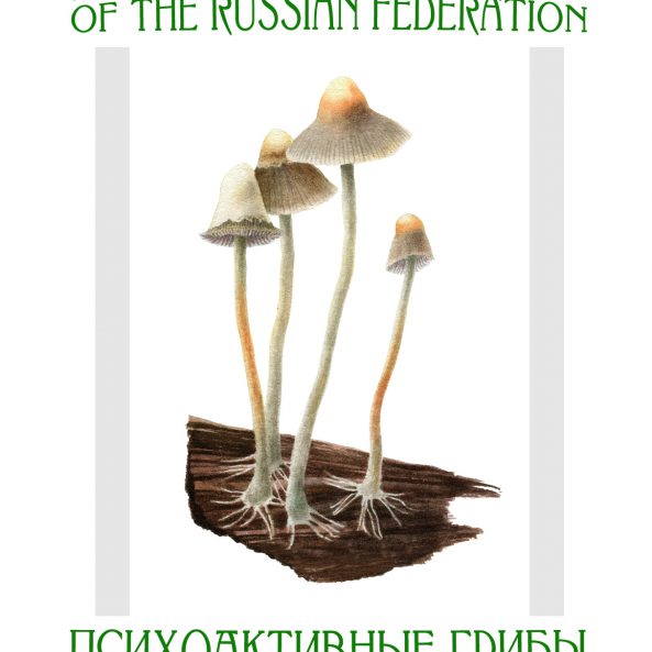 Псилоцибиновый гриб - фото, где растет в России, как определить