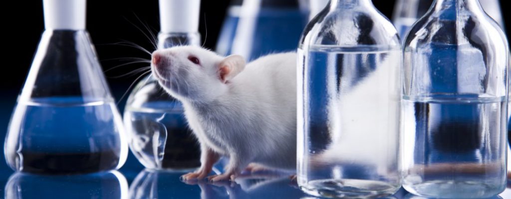 Гриб-баран оказывает значительное антидепрессивное воздействие на мышей
