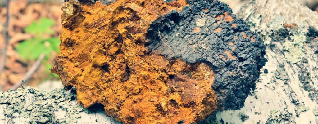 How to process and store chaga