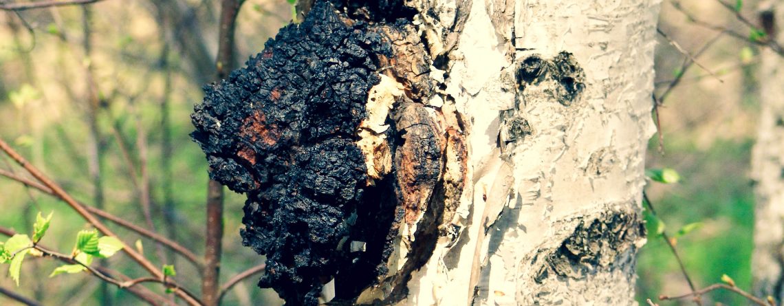 Where, when and how to collect chaga